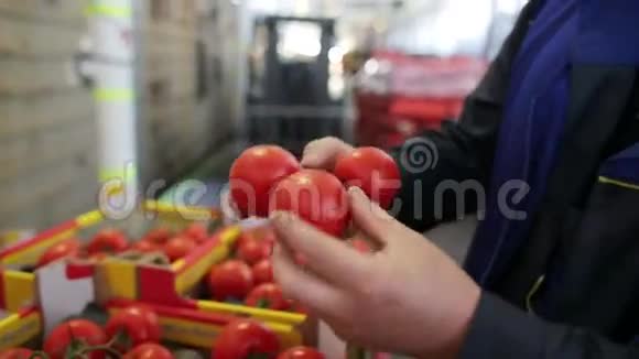 人分拣一盒番茄工厂内的印支视频的预览图