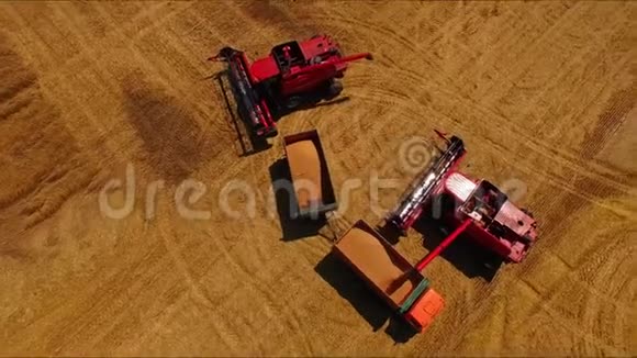 鸟瞰联合收割机收集小麦在日落收获粮田作物季节美丽的自然空中视频的预览图