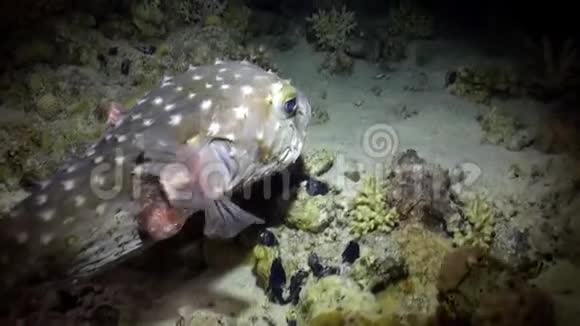 愤怒的豪猪在礁石上游泳视频的预览图