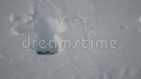 冬天田野里深雪的驼鹿小径视频的预览图