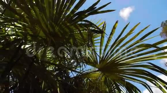 阳光透过黑色海面上的绿色棕榈叶高清视频视频的预览图