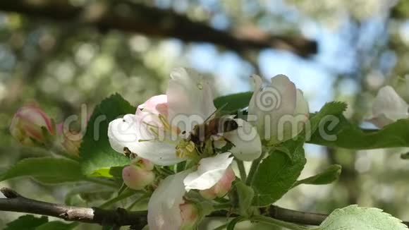 蜜蜂采苹果树花蜜慢动作飞走视频的预览图