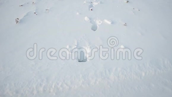 冬天田野里深雪的驼鹿小径视频的预览图