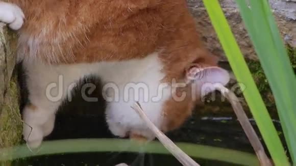 红猫钓鱼视频的预览图