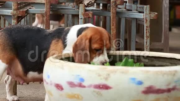 小猎犬在水缸里喝水视频的预览图