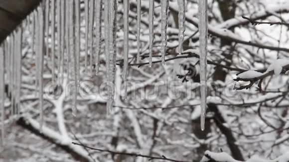 树木透过滴水的冰柱视频的预览图