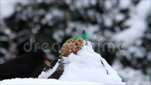 黑鸟在雪地里吃种子视频的预览图