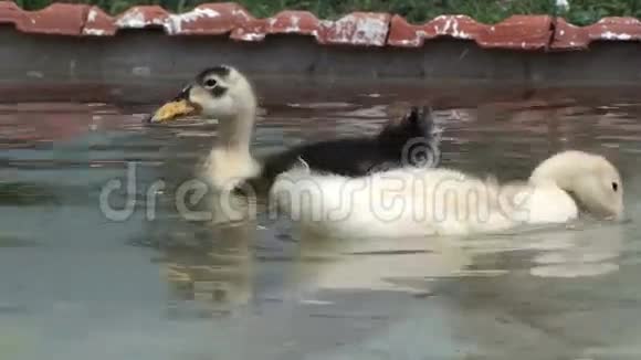水中的小鸭子3视频的预览图