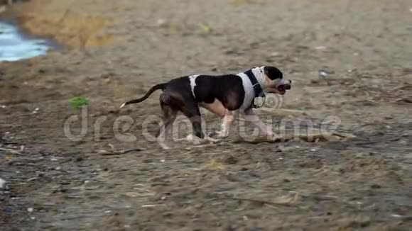 黑白两色的Amstaff狗从水中出来摇了摇身一摇在沙滩上奔跑视频的预览图