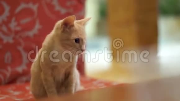 无家可归的野猫坐在沙发上视频的预览图