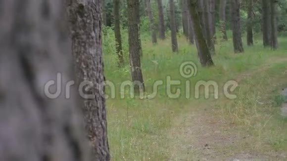 一位老人在针叶林中户外跑步他身后的摄像机慢慢地视频的预览图