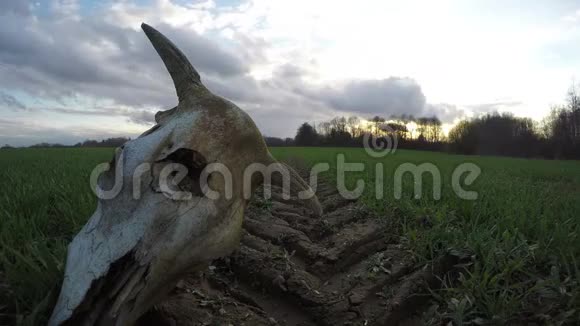 断牛颅骨在农田和春日日落时间流逝4K视频的预览图