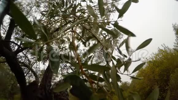 绿叶在树枝上特写在雨中绿色的冬天花园从下往上看视频的预览图