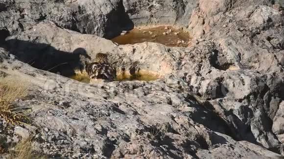 年轻的御鹰阿奎拉海利亚卡在山上洗澡视频的预览图