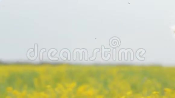 快乐的男孩和女孩玩得很开心带着黄花在草地上跑来跑去视频的预览图