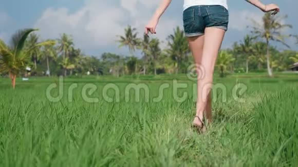 年轻女子穿过稻田视频的预览图