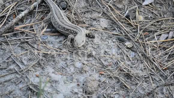 沙蜥蜴在森林的地面上视频的预览图