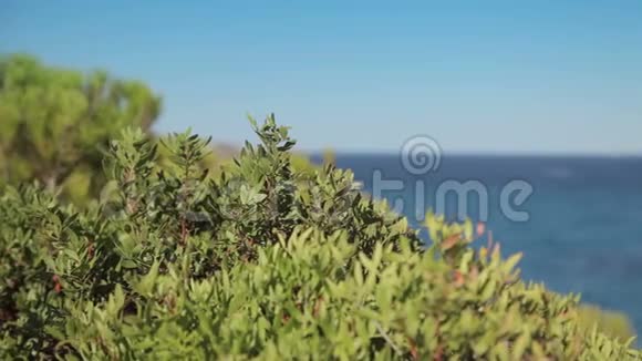 岩石斜坡上的灌木卡拉门迪亚的西班牙海滩马略卡视频的预览图