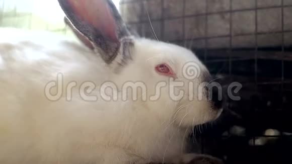 小白兔大白兔小兔视频的预览图