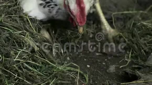 小鸡在草地上挖洞寻找食物选择啄食使音频跟踪慢动作视频的预览图