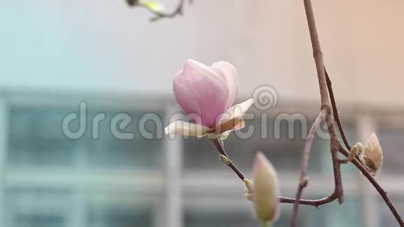 粉红色的玉兰花在一棵有水滴的树上视频的预览图