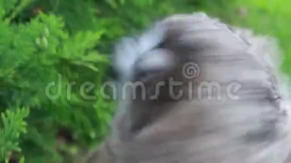欧亚鹰猫头鹰吃树叶视频的预览图