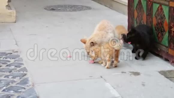 阿塞拜疆巴库街头流浪猫和小猫吃香肠视频的预览图