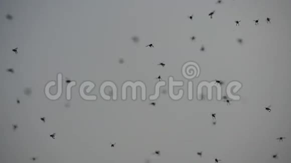 夏天飞来飞去的蚊子很多蚊子在日落的天空中飞翔的昆虫慢动作关闭视频的预览图