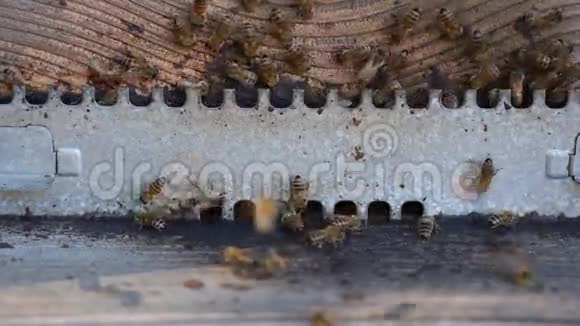 养蜂入口视频的预览图