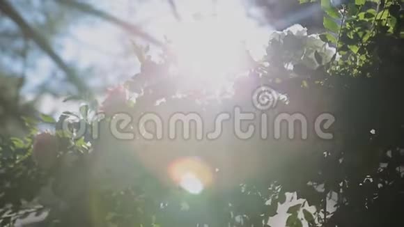 树木从下面的树冠和蓝天上看到晴天视频的预览图