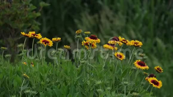 日本川美子湖美丽的花朵视频的预览图