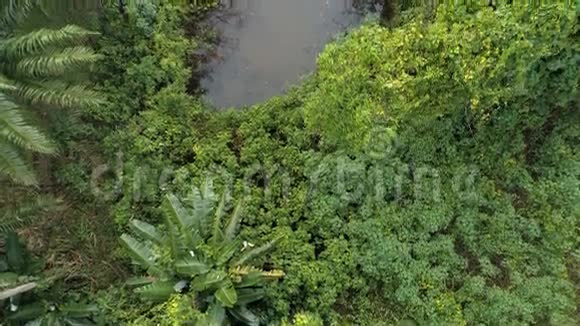 雨林中的湖上景空中飞行泰国视频的预览图