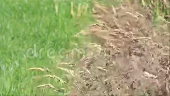 棕草在风中移动视频的预览图