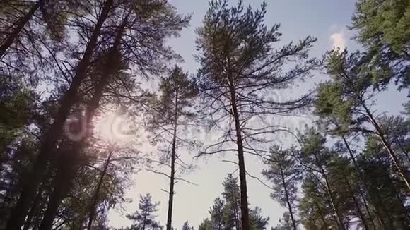 树木从下面的树冠和蓝天上看到晴天视频的预览图