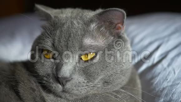 一只黄眼睛躺在床上的英国小猫视频的预览图