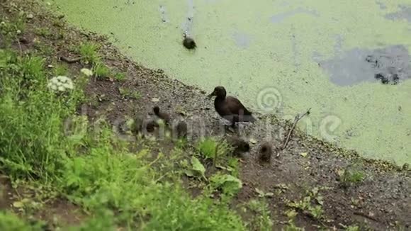 鸭子污染河流生态破坏视频的预览图