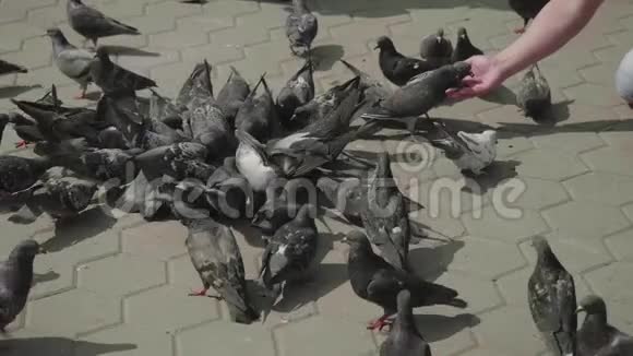 一群鸽子近手喂它们视频的预览图