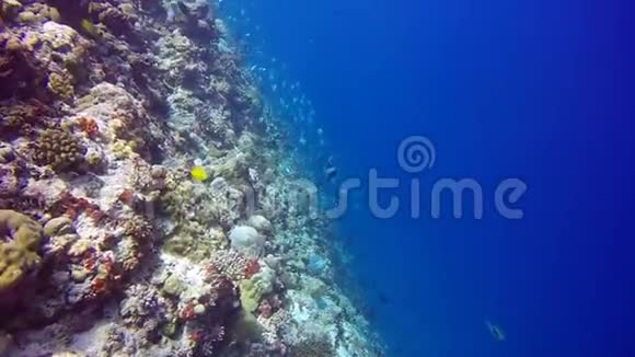 蝴蝶鱼的背景水下海底的珊瑚礁视频的预览图