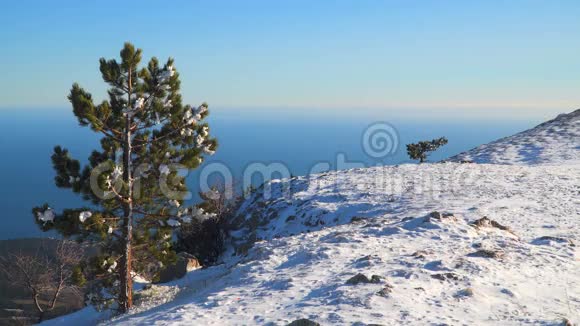 高原边缘雪中的松树视频的预览图