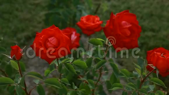 红玫瑰随风飘散视频的预览图