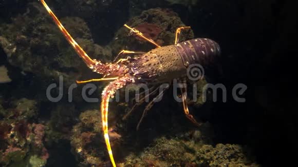 热那亚水族馆龙虾视频的预览图