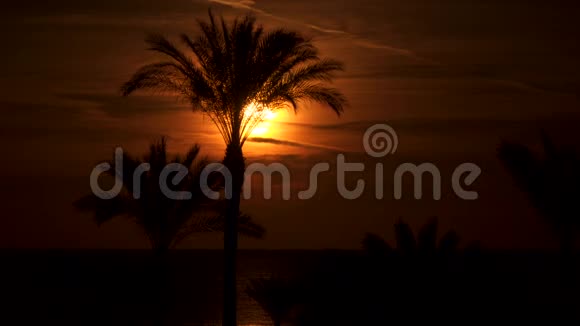 黎明时分太阳背景下的棕榈树视频的预览图
