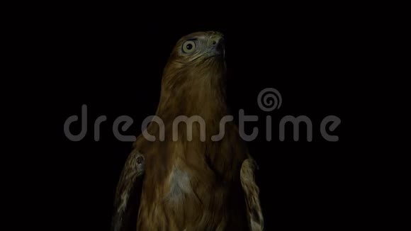 黑暗中的沙漠鹰鸟之首视频的预览图