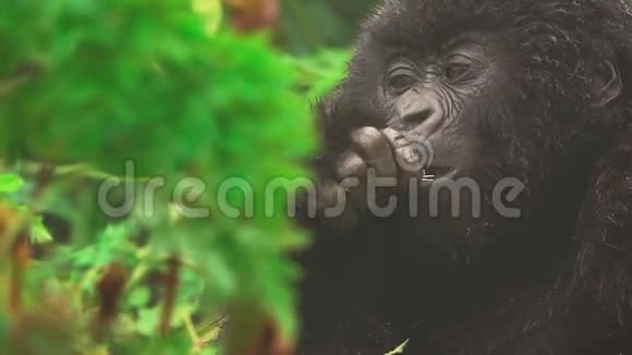 山地大猩猩在森林中特写喂食正面观看视频的预览图