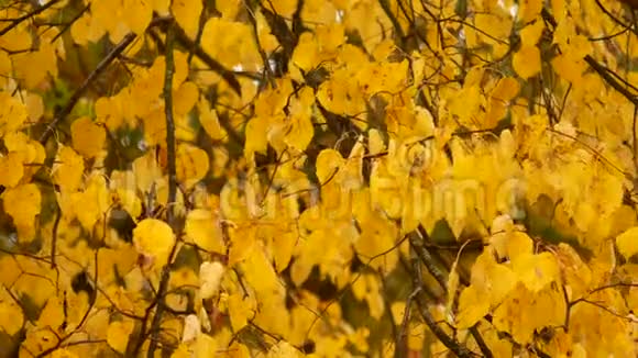 秋天的落叶在公园里所有的叶子都变黄了落在一阵风下视频的预览图