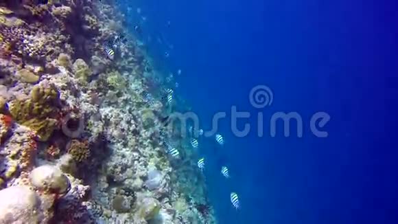 蝴蝶鱼在海底海底海底的背景下落礁视频的预览图