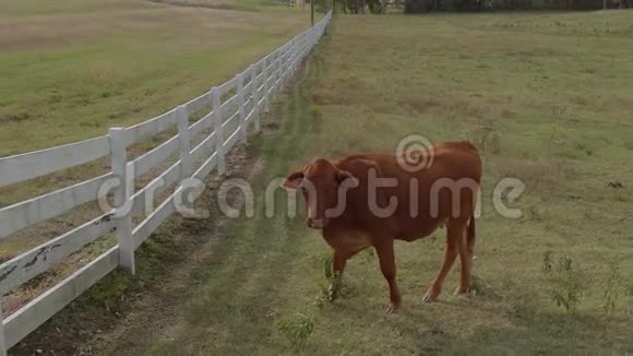 俄克拉荷马州农场的牛和牛视频的预览图