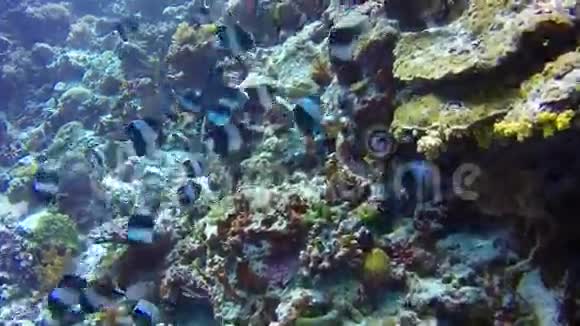 海底清澈海底礁背景下蝴蝶鱼群视频的预览图