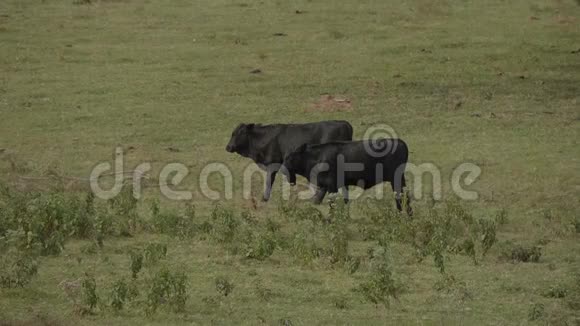 俄克拉荷马州农场的牛和牛视频的预览图