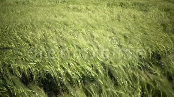 风在夏日阳光明媚的日子里全景摆动着绿色小麦的耳朵视频的预览图